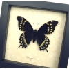 Papilio warscewiczii Black Swallowtail Butterfly Framed Taxidermy Display