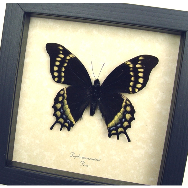 Papilio warscewiczii Black Swallowtail Butterfly Framed Taxidermy Display