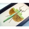 Framed Giant Orange Winged Stick Insect Paracyphocrania major Framed Taxidermy Display