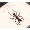 Paraponera clavata Venomous Bullet Ant Framed Insect Taxidermy Display