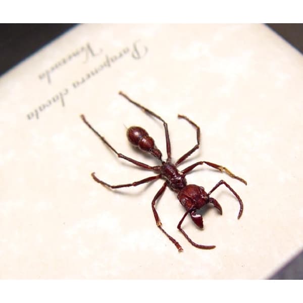 Paraponera clavata Venomous Bullet Ant Framed Insect Taxidermy Display