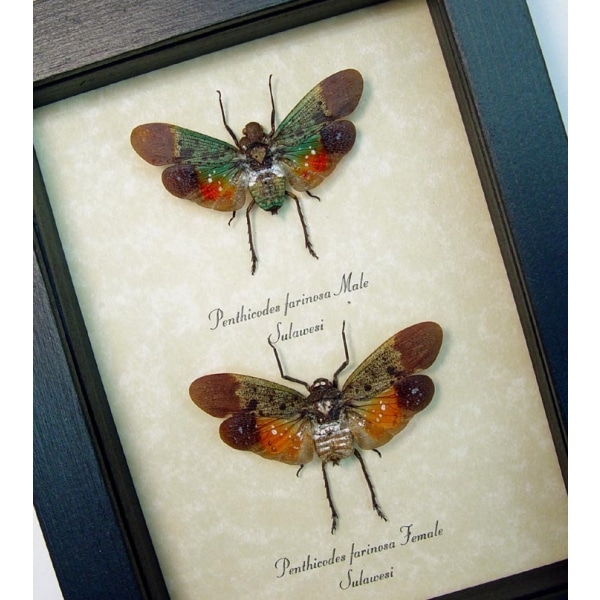 Penthicodes farinosa Pair Sunset Lanternflies Framed Insect Taxidermy Display