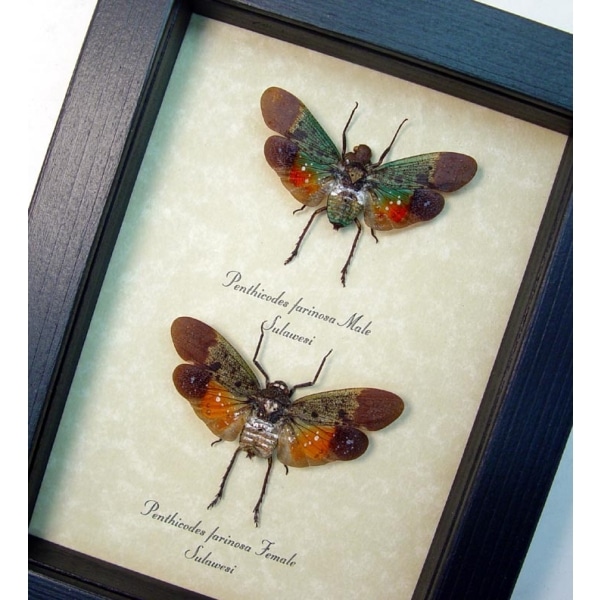 Penthicodes farinosa Pair Sunset Lanternflies Framed Insect Taxidermy Display