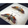 Penthicodes farinosa Pair Sunset Lanternflies Framed Insect Taxidermy Display