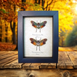 Penthicodes farinosa Pair Sunset Lanternflies Framed Insect Taxidermy Display