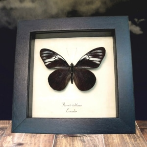 Black Ghost Butterfly Pereute telthusa Framed Taxidermy Display