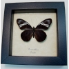 Pereute telthusa Black Ghost Butterfly Framed Taxidermy Display