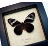 Pereute telthusa Black Ghost Butterfly Framed Taxidermy Display