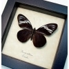 Pereute telthusa Black Ghost Butterfly Framed Taxidermy Display