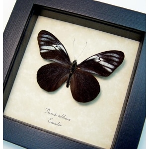 Pereute telthusa Black Ghost Butterfly Framed Taxidermy Display