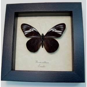 Pereute telthusa Black Ghost Butterfly Framed Taxidermy Display