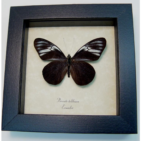 Pereute telthusa Black Ghost Butterfly Framed Taxidermy Display