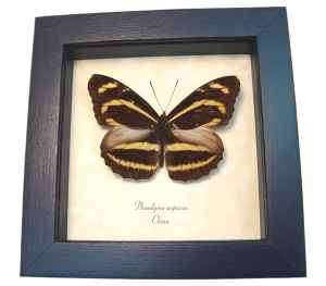 Orange Striped Butterfly Phaedyma aspasia Framed Taxidermy Display