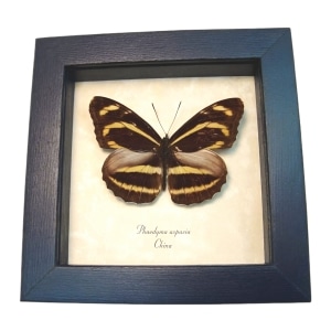 Orange Striped Butterfly Phaedyma aspasia Framed Taxidermy Display