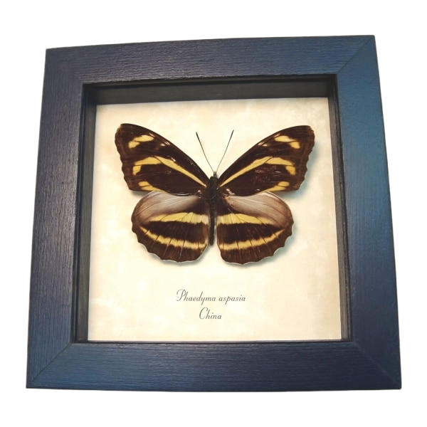 Orange Striped Butterfly Phaedyma aspasia Framed Taxidermy Display