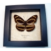 Phaedyma aspasia Orange Tiger Framed Butterfly Taxidermy Display