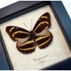 Phaedyma aspasia Orange Tiger Framed Butterfly Taxidermy Display