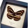 Phaedyma aspasia Orange Tiger Framed Butterfly Taxidermy Display