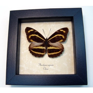 Phaedyma aspasia Orange Tiger Framed Butterfly Taxidermy Display