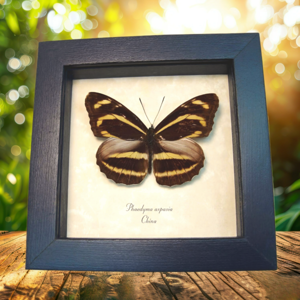 Orange Striped Butterfly Phaedyma aspasia Framed Taxidermy Display Orange Striped Butterfly Phaedyma aspasia Framed Taxidermy Display