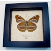 Phaedyma aspasia Verso Orange Tiger Butterfly Framed Taxidermy Display