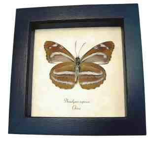 Orange Striped Butterfly Phaedyma aspasia Verso Framed Taxidermy Display