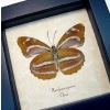 Phaedyma aspasia Verso Orange Tiger Butterfly Framed Taxidermy Display