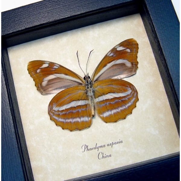 Phaedyma aspasia Verso Orange Tiger Butterfly Framed Taxidermy Display