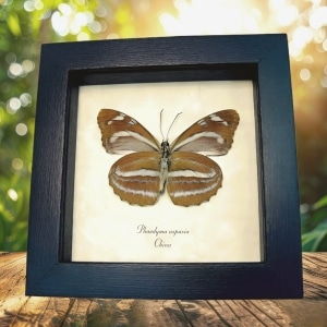 Orange Striped Butterfly Phaedyma aspasia Verso Framed Taxidermy Display