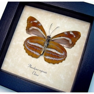 Phaedyma aspasia Verso Orange Tiger Butterfly Framed Taxidermy Display