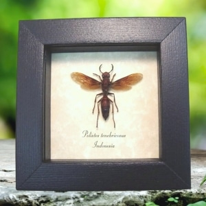 Real Framed Orange Paper Wasp Polistes tenebricosus Taxidermy Display