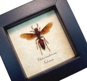 Real Framed Orange Paper Wasp Polistes tenebricosus Taxidermy Display