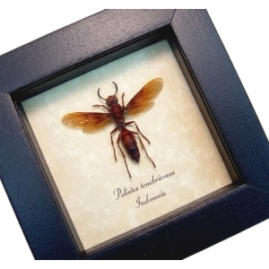 Real Framed Orange Paper Wasp Polistes tenebricosus Taxidermy Display