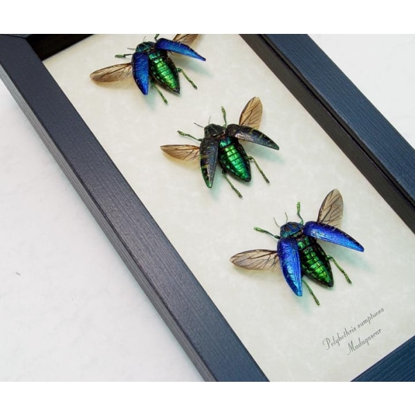 Polybothris sumptuosa Set Jewel Beetles