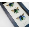 Madagascar Jewel Beetle Collection Polybothris sumptuosa Framed Taxidermy Display