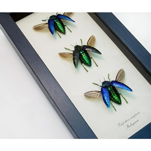 Madagascar Jewel Beetle Collection Polybothris sumptuosa Framed Taxidermy Display