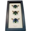 Madagascar Jewel Beetle Collection Polybothris sumptuosa Framed Taxidermy Display