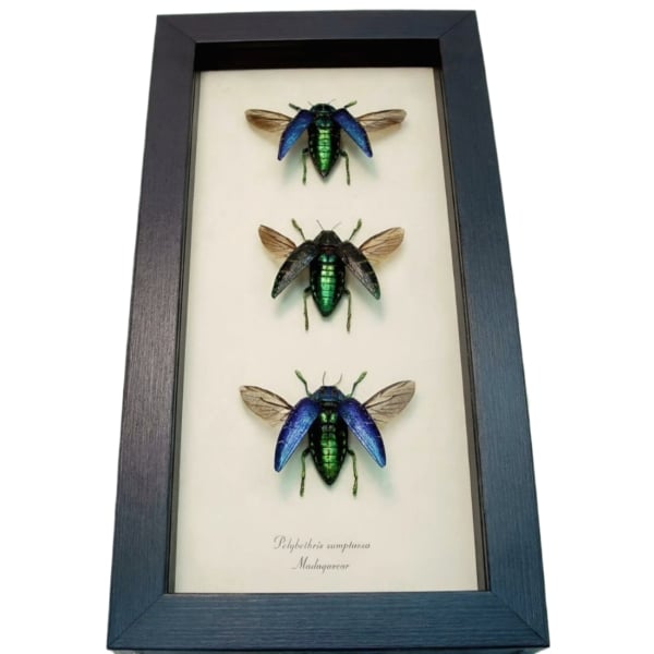 Madagascar Jewel Beetle Collection Polybothris sumptuosa Framed Taxidermy Display
