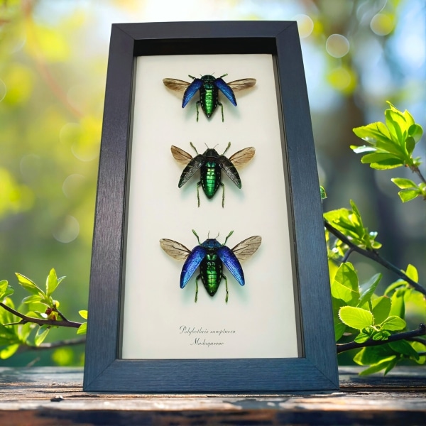 Madagascar Jewel Beetle Collection Polybothris sumptuosa Framed Taxidermy Display