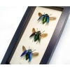 Madagascar Jewel Beetle Collection Polybothris sumptuosa Framed Taxidermy Display