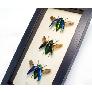 Madagascar Jewel Beetle Collection Polybothris sumptuosa Framed Taxidermy Display