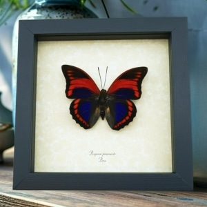 Prepona praeneste Purple Red Framed Butterfly Taxidermy Display