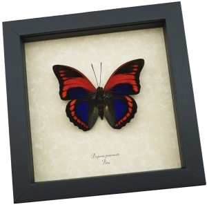 Prepona praeneste Purple Red Framed Butterfly Taxidermy Display