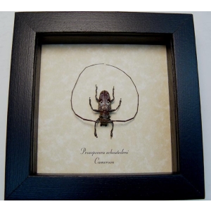 Prosopocera schoutedeni Ghoul Face Beetle Framed Taxidermy Display