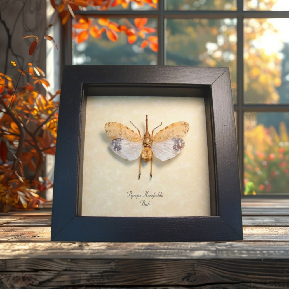 Pyrops horsfieldii White Ghost Lanternfly Framed Taxidermy Display