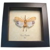 Pyrops horsfieldii White Ghost Lanternfly Framed Taxidermy Display