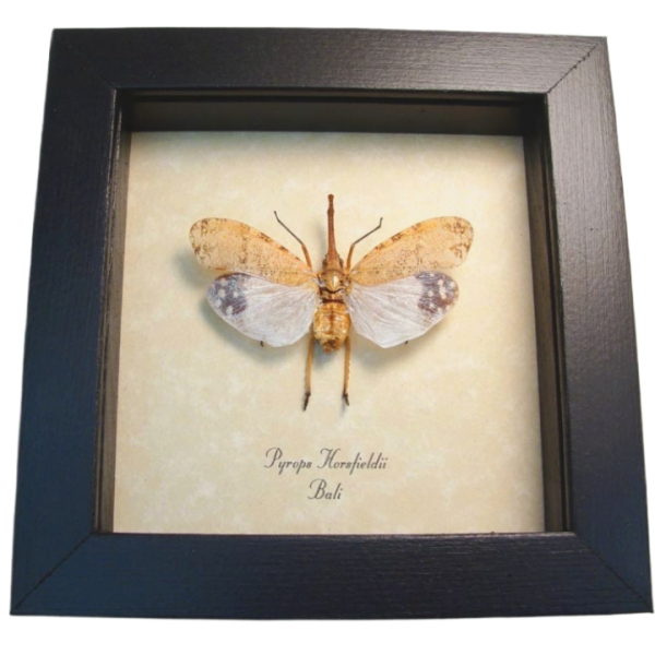 Pyrops horsfieldii White Ghost Lanternfly Framed Taxidermy Display