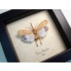 Pyrops horsfieldii White Ghost Lanternfly Framed Taxidermy Display