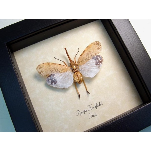 Pyrops horsfieldii White Ghost Lanternfly Framed Taxidermy Display