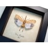 Pyrops horsfieldii White Ghost Lanternfly Framed Taxidermy Display